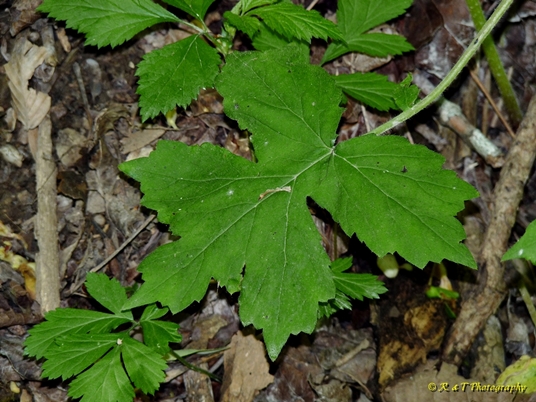 {Hydrophyllum appendiculatum}